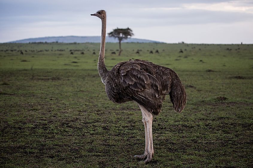 Interesting Facts About Ostriches Worldatlas