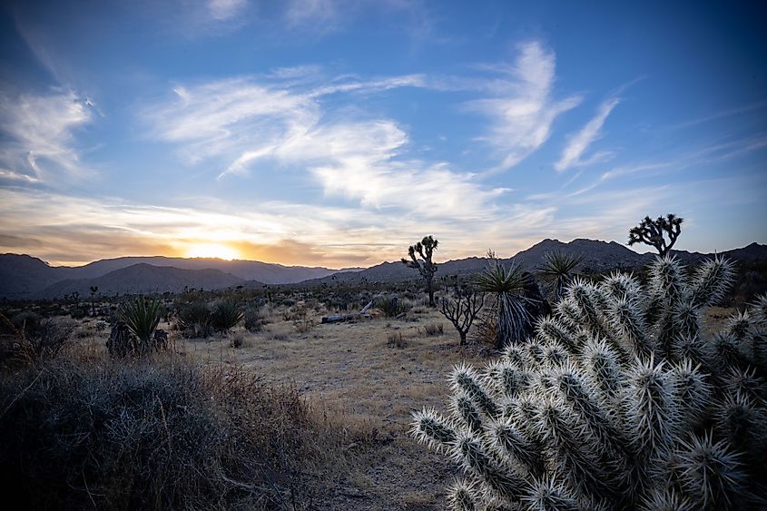 A sunset in Joshua Tree National Park, with a couple of its iconic Joshua trees in the midground.