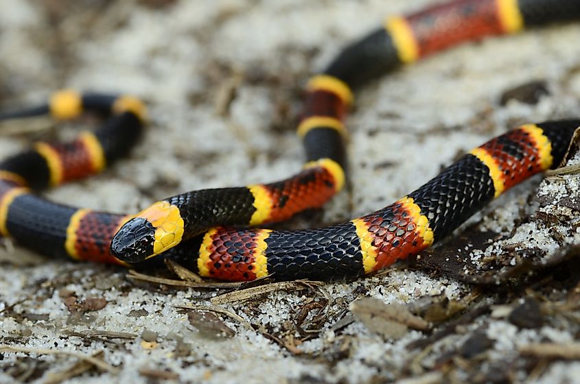 Eastern coral snake (Micrurus fulvius).