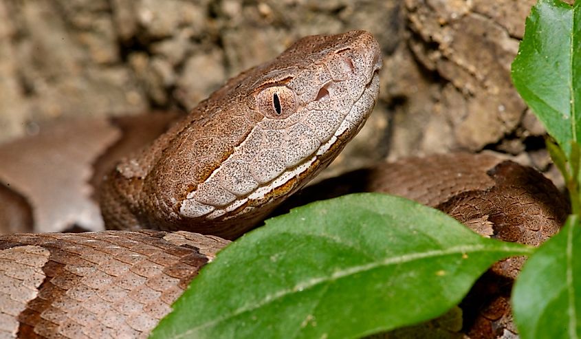Eastern Copperhead (Agkistrodon contortrix) close-up