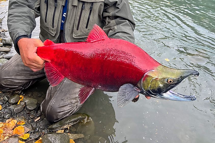 A bright red sockeye salmon caught in the Kenai River in Alaska. Image credit CSNafzger.