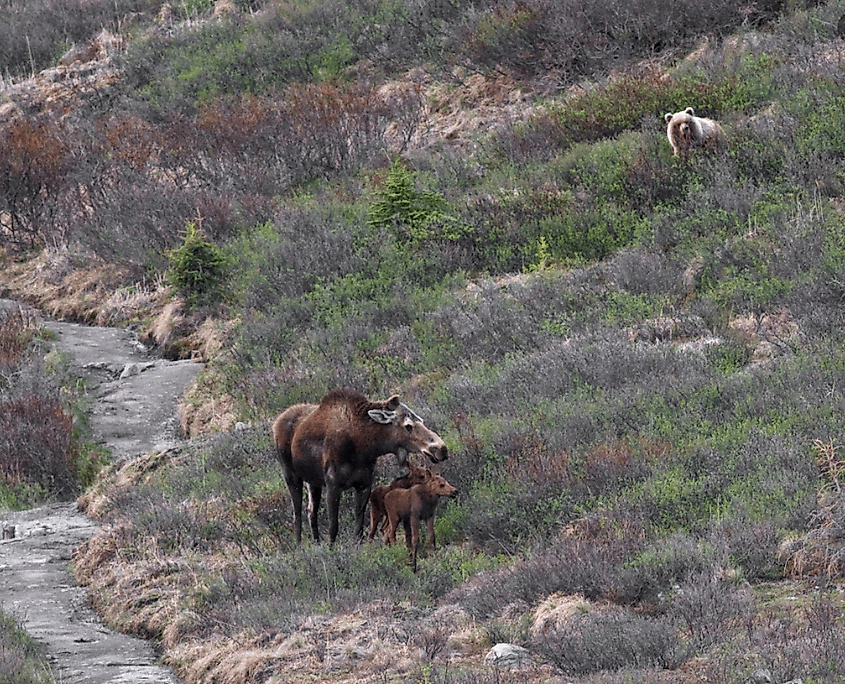 Moose with calves being approached by a brown bear, Denali National Park, Alaska