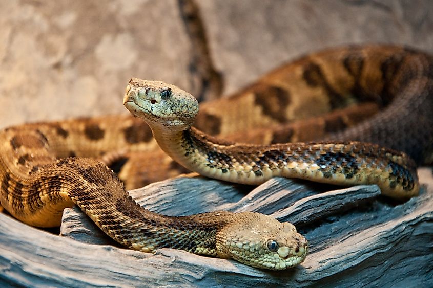 Forest rattlesnakes.