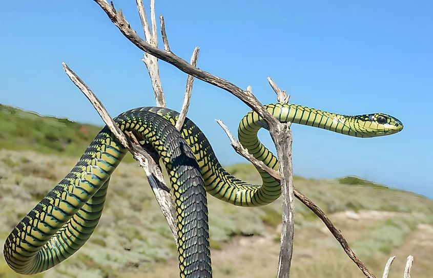 A beautiful Boomslang snake in a tree