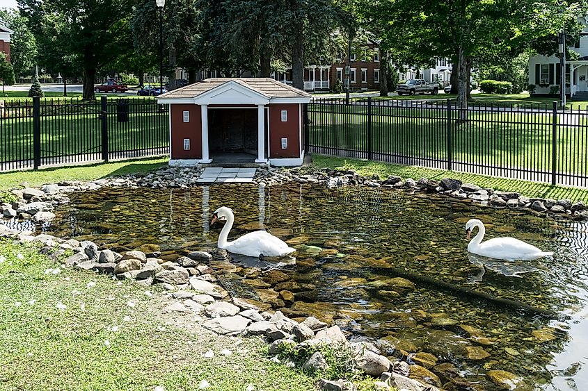 A new pair of Royal Swans took up residence in Swanton's Village Green Park. 