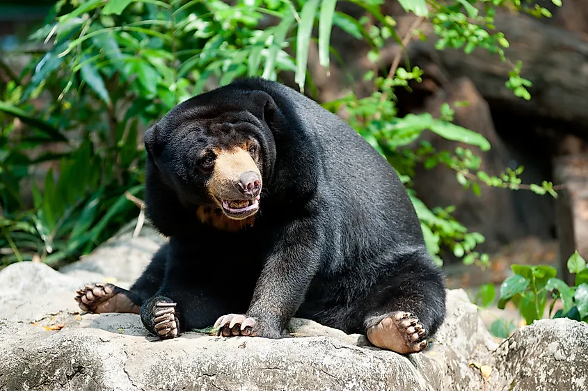 Sun bears are normally jet black with golden or reddish marking.