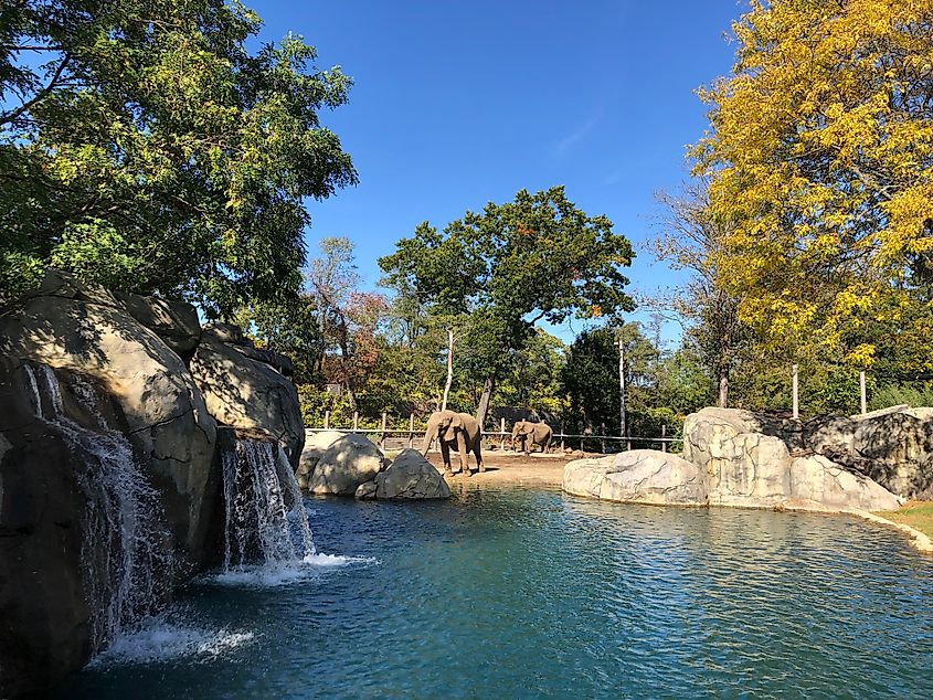 Two elephants at the Roger Williams Park Zoo in Providence, Rhode Island. Editorial credit: Joe Trentacosti / Shutterstock.com