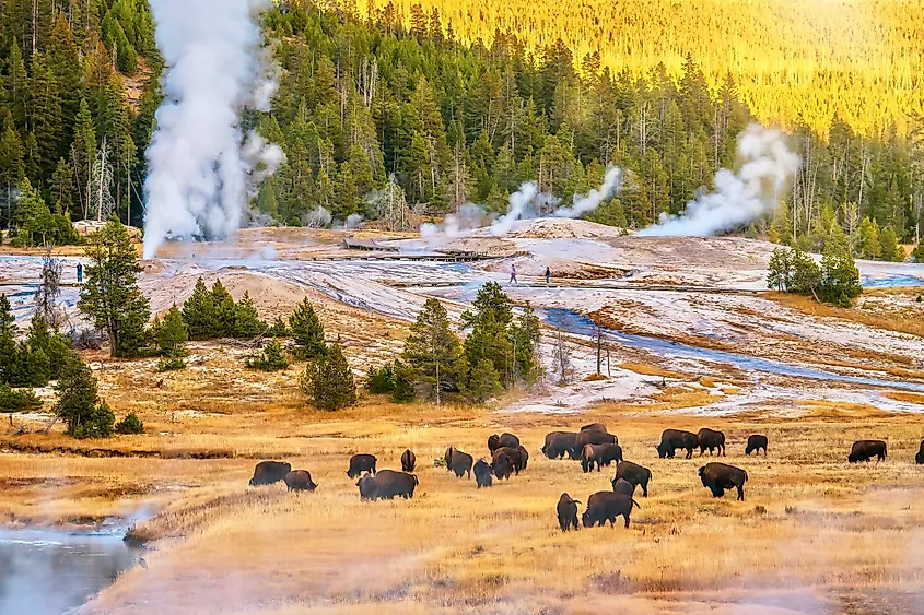 Geysers and large wild herds of bison are iconic features of the Yellowstone National Park.
