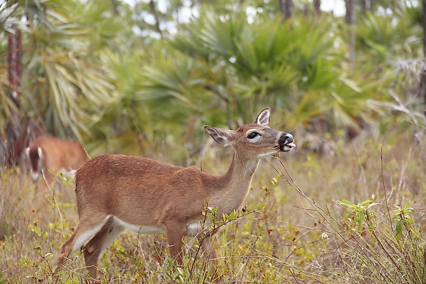 Key Deer grazing at National Key Deer Refuge Big Pine Key, Key West Florida