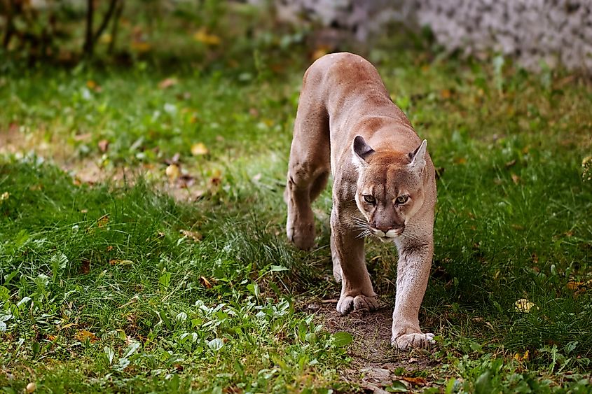 A beautiful puma, also known as a mountain lion, walking through the forest. The wild cat is captured in a striking pose, blending into the woodland scenery.