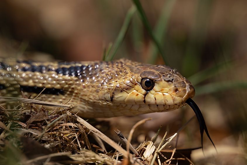 Close-up of a gopher snake looking for heat