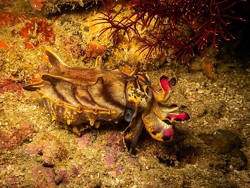 A well-camouflaged cuttlefish at a Puerto Galera reef in the Philippines