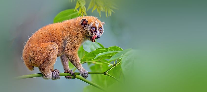 A pygmy slow loris in its natural environment. The species occurs in parts of Southeast Asia.