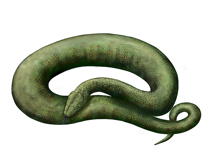 Life restoration of Vasuki indicus, Madtsoiid snake from India.