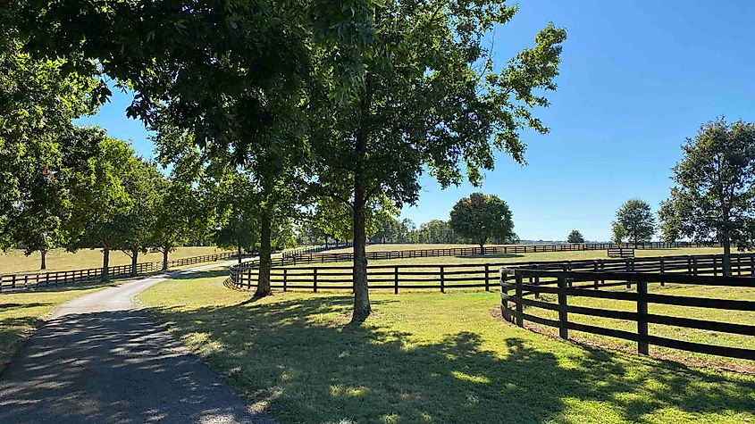 Mill Ridge Farm near Lexington photo by Bryan Dearsley