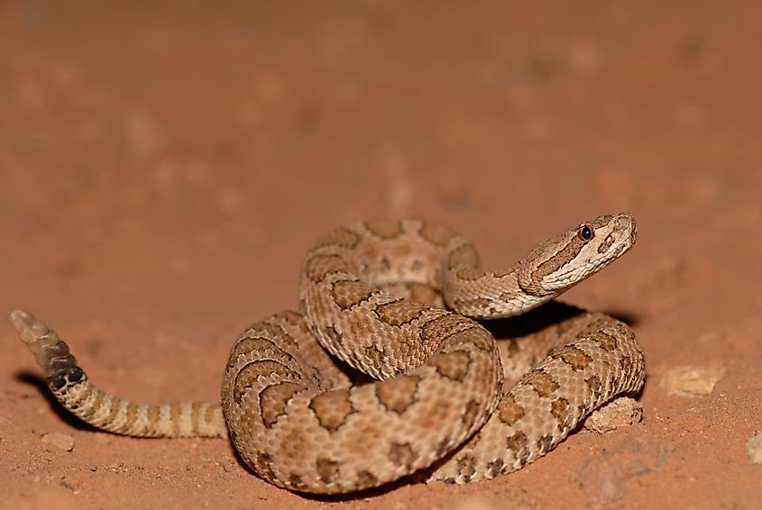 A midget faded rattlesnake