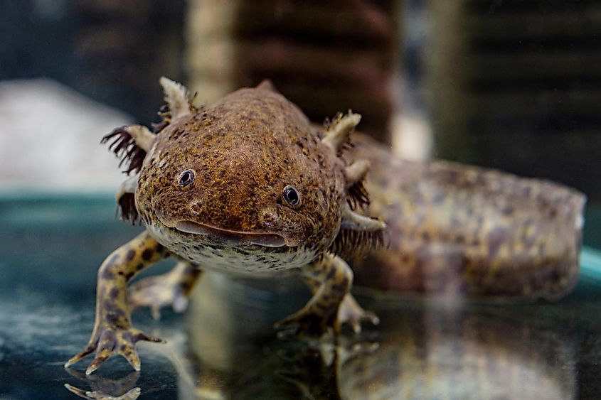 Brown smiling axolotl looking at the camera.