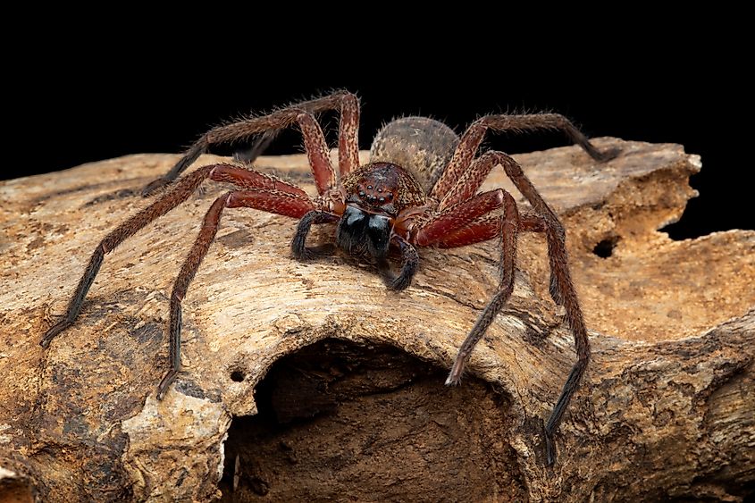 Close-up of Huntsman spiders on wood, Indonesian spiders.