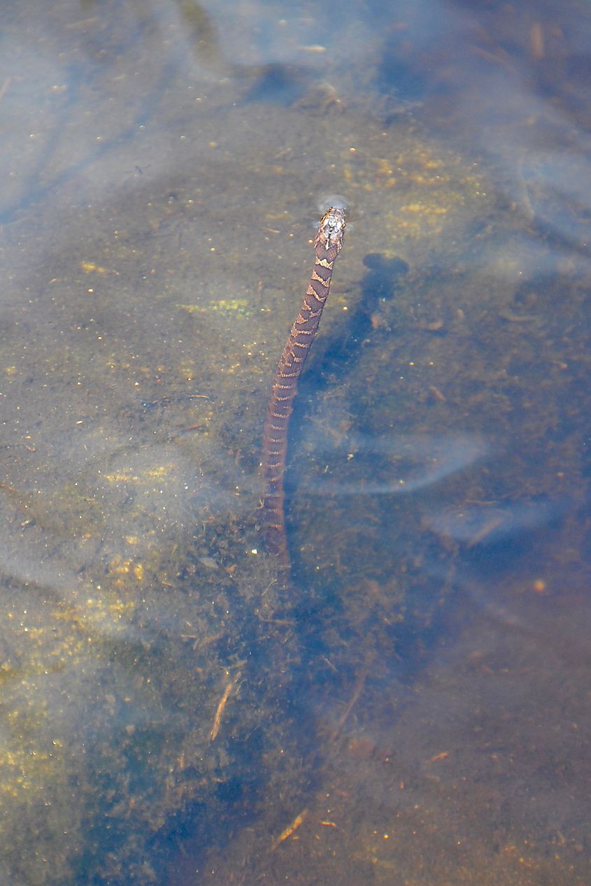 Common water snake (nerodia sipedon)