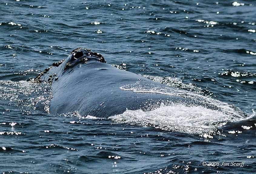 North Pacific right whale, Half Moon Bay, California