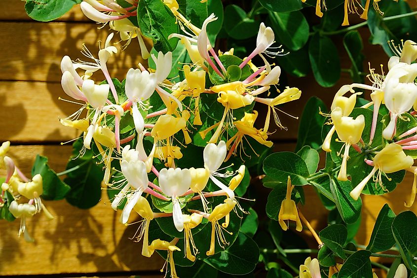 Honeysuckle is invasive in Pennsylvania's Happy Valley, but it has attracted birds and contributed to ecological balance.