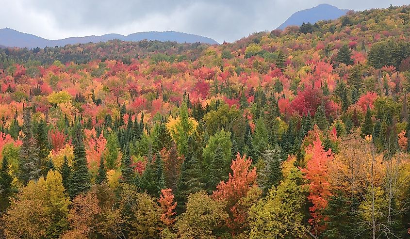 Vibrant autumn hues in White Mountain National Forest of New Hampshire.