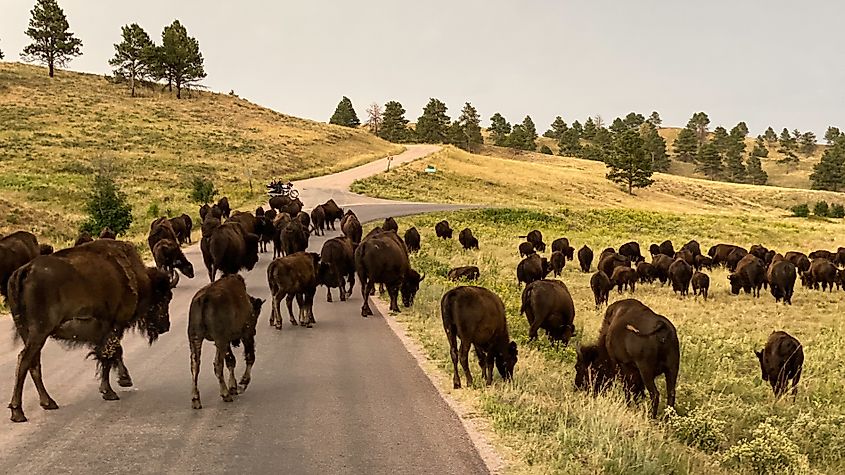 A herd of buffalo causing a "buffalo jam" on the road in Custer State Park