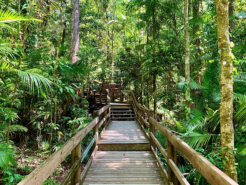 Jindalba boardwalk winding through the lush Daintree rainforest, Cape Tribulation, Australia.