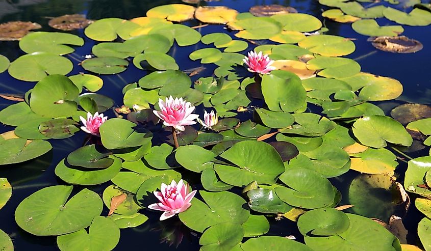 Lily pads in the Huntsville Botanical Garden