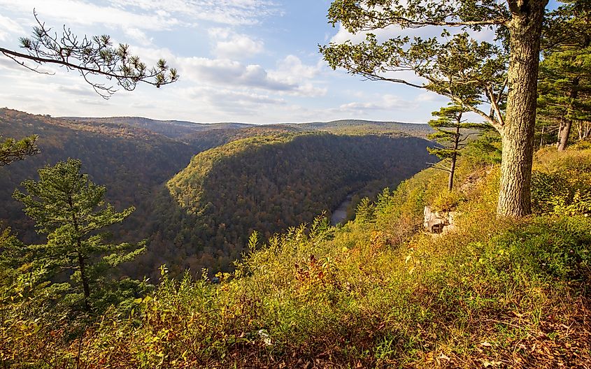 Fall foliage at Leonard Harrison State Park in an afternoon. Pine Creek Gorge, the Grand Canyon of Pennsylvania.