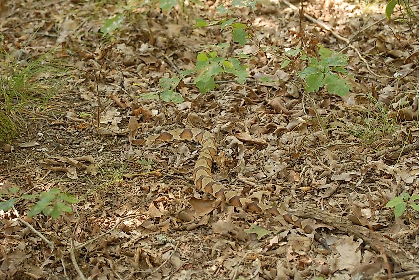 A copperhead's camouflage can be very effective.