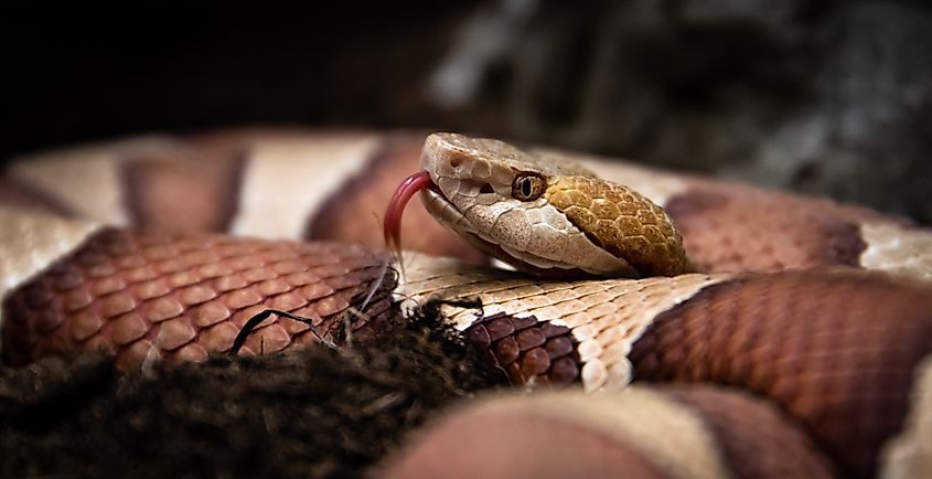 Close-up of an Eastern Copperhead (Agkistrodon contortrix), highlighting its copper-colored scales, distinctive hourglass-shaped bands, and broad triangular head.