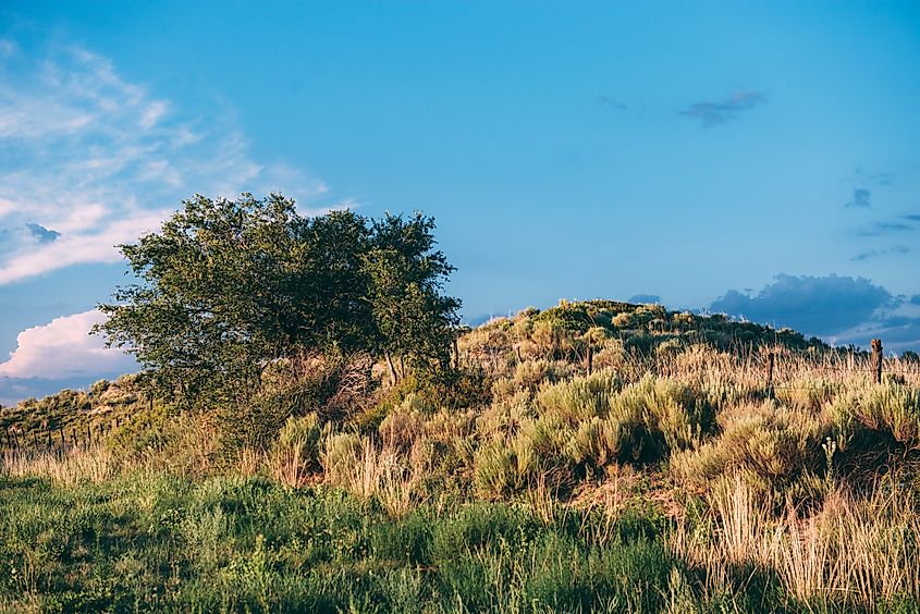 South Texas Brush Country landscape.