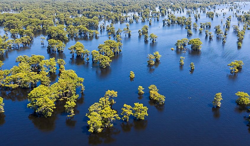 The Atchafalaya River and swamp are only a short ride outside of Henderson.