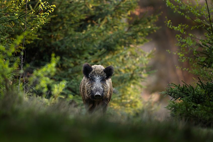 Wild boar in the forest.