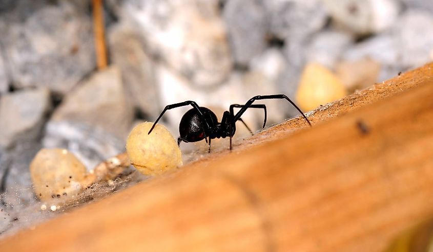 Western Black Widow Spider (Latrodectus hesperus) with two of its egg sacks on a wooden board.