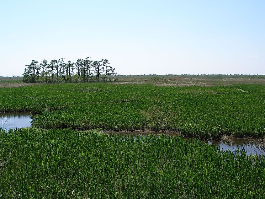 Barataria Preserve in Jean Lafitte National Historical Park and Preserve. Wikimedia Commons.