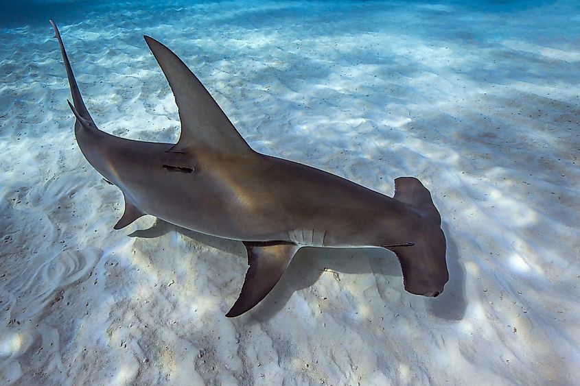 Great Hammerhead in the Caribbean Sea.
