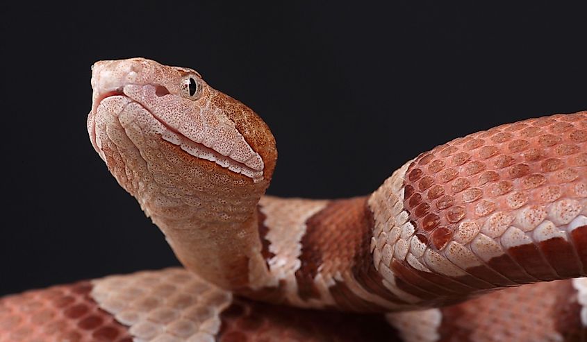 A portrait of an Eastern Copperhead against a black background