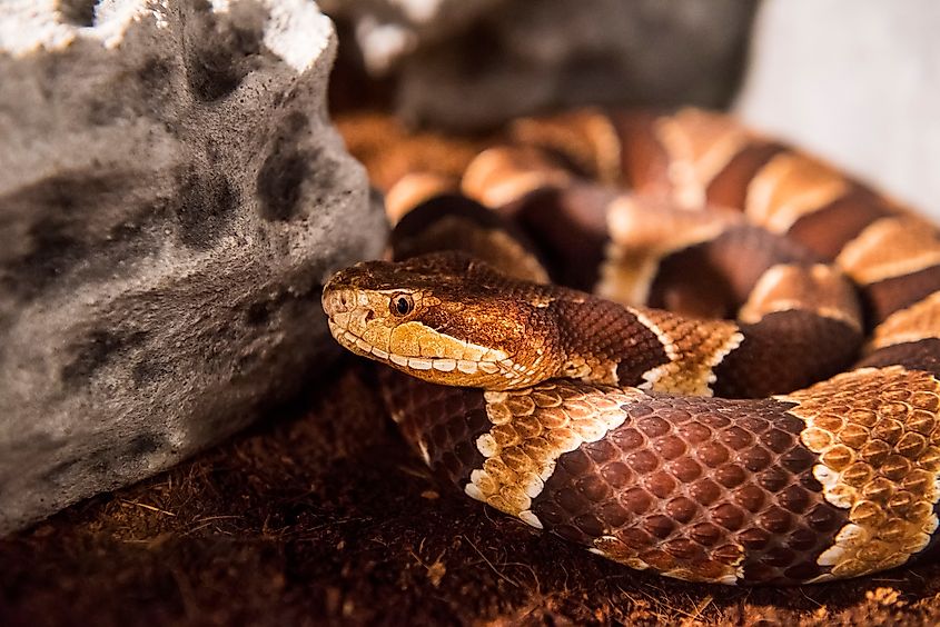 Eastern Copperhead (Agkistrodon contortrix)