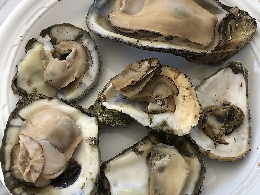 Urbanna Oyster Festival Urbanna, Virginia.