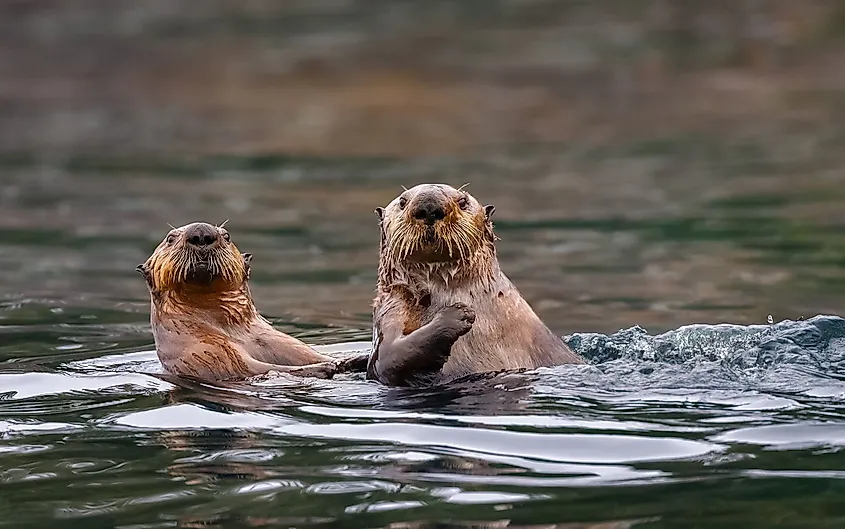Sea Otters Relaxing In Water