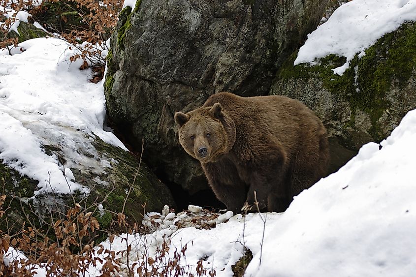 10 Animals Who Hibernate WorldAtlas