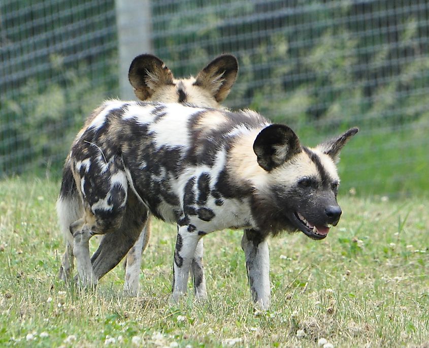 African wild dog in the Wilds, Ohio