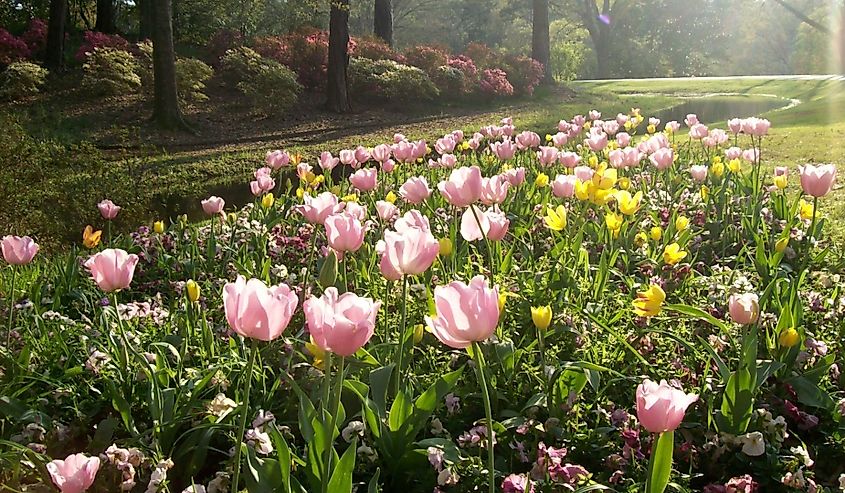 A field of spring tulips in Callaway Garden in Pine Mountain, Georgia