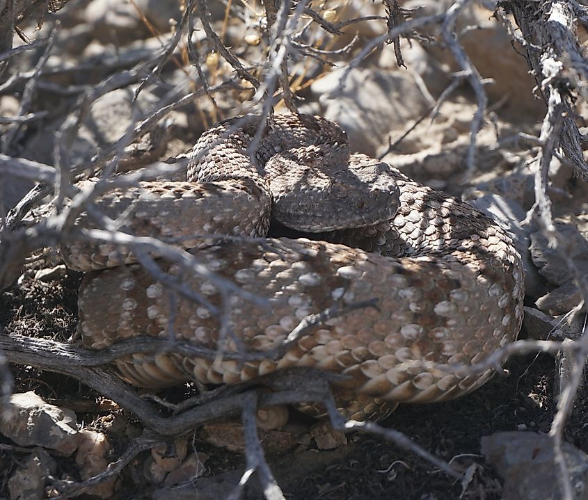 Panamint speckled rattlesnake