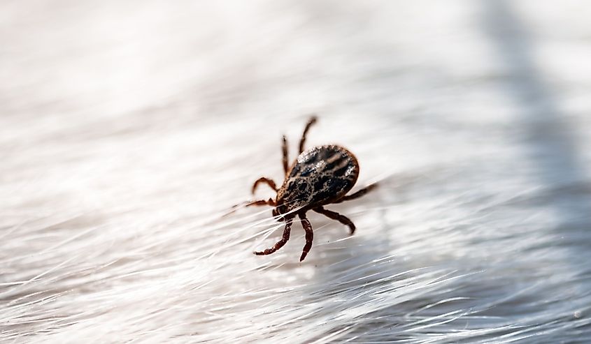 Tick mite arachnid parasite insect on white dog hair.