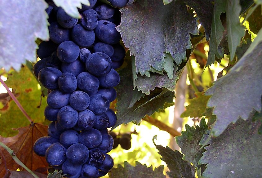 Cluster of dark purple grapes. Editorial credit: Melissa E Dockstader via shutterstock.com