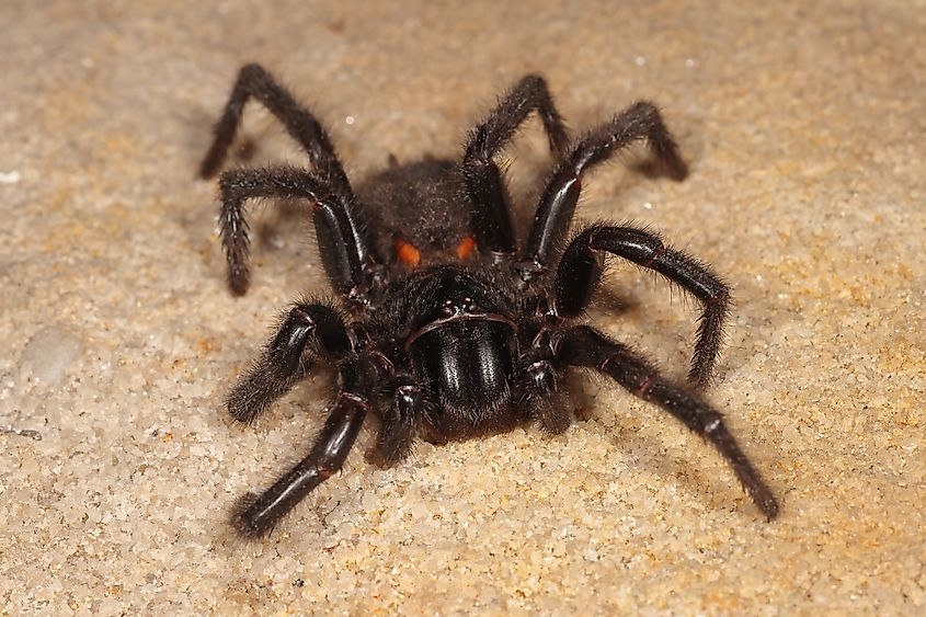This species is one of the most venomous spiders in the world.