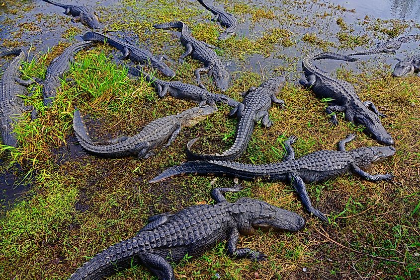 Alligators in Everglades National Park